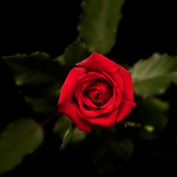 10а_классическая------b-loved-----tia_4029