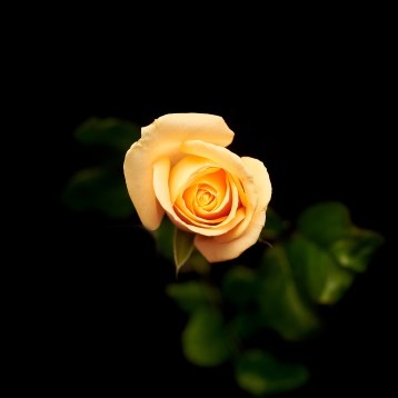 1а_классическая---------peach-avalanche-tia_3958
