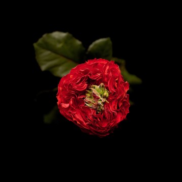 1а_пионовидная----red-eya-----tia_3952