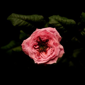1а_пионовидная-regents-park-tia_3947