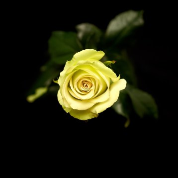 3а_классическая--green-gene----------tia_3996