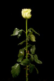 3б_классическая--green-gene-tia_3847