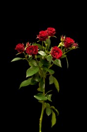 3б_спрей------------------------red-piontia_3902
