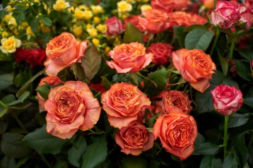 3в_пионовидная-funcky-orange-tia_3592