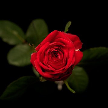 4а_классическая---try-love------tia_4024