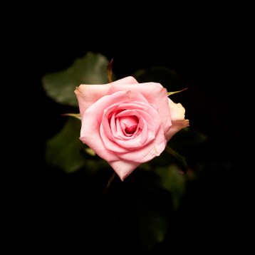 6а_классическая--jessica-------tia_3990
