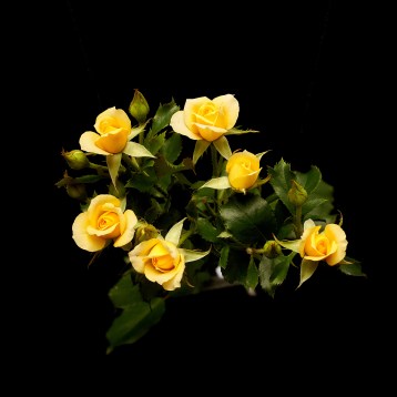 7а_спрей-----------------------good-yellow-------tia_3978