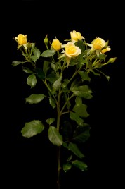 7б_спрей-----------------------good-yellow-tia_3917