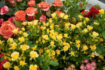 7в_спрей-----------------------good-yellow-tia_3608