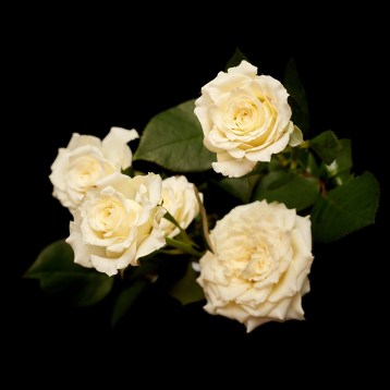 8а_спрей-----------------------white-rain--------------------tia_3968